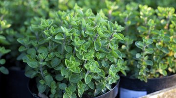 lush plant Rosemary in Mediterranean Europe
