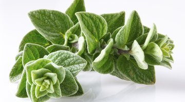 Safflower in a white background